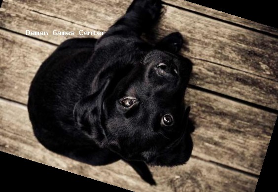 Rugby Rookies India game cover showing Indian rugby players in traditional and modern uniforms celebrating a try